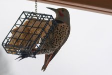 0069 - Large Woodpecker.jpg