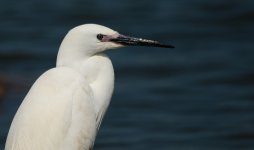 little egret seaforth liverpool May 21 - 002.jpg