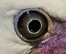 little egret eye colur 2.jpg