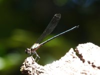 Pseudagrion sp. (P. aureofrons....). Mount Lewis, Queensland, Australia, 29 October 2022 1 (2).JPG