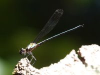 Pseudagrion sp. (P. aureofrons....). Mount Lewis, Queensland, Australia, 29 October 2022 4.JPG