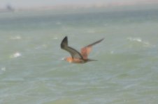 Booby sp., Mexico_3.jpg