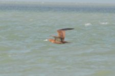 Booby sp., Mexico_5.jpg