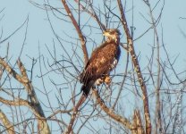 Juvenile Bald Eagle_DSCN122276BF.jpg