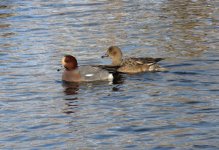 wigeon.jpg