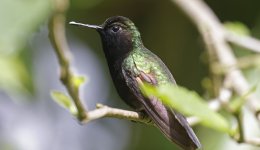 Black-bellied Hummingbird 005.jpg