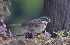 Rufous-collared Sparrow 001.jpg