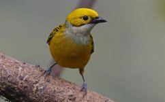 Silver-throated Tanager 008.jpg