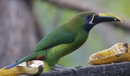 Northern Emerald Toucanet 006 (reduced).jpg