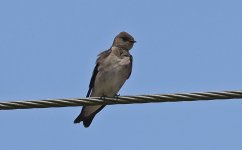 Northern Rough-winged Swallow 011.jpg