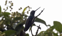 Talamanca Hummingbird 002.jpg