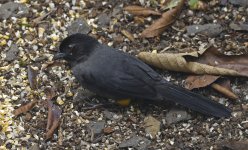Yellow-thighed Finch 001.jpg