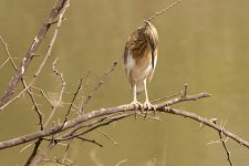 Senegal Bird 2.jpg