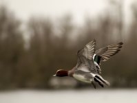 Wigeon 4-topaz.jpeg