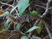 Australian Water Dragon. Intellagama lesueurii howitti. Kingfisher Park Birdwatchers Lodge, Qu...JPG