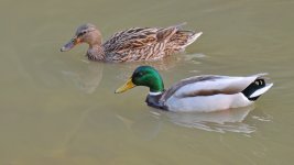 mallard2hd.jpg