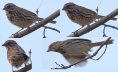 Sparrows.jpg