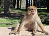 Morocco - Barbary Macaque Azrua.jpg