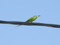 Blue-cheeked Bee-eater.JPG