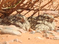 Egyptian Nightjar 1.JPG