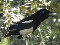 Mahgreb Magpie 1.JPG