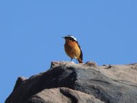 Moussier's Redstart.JPG