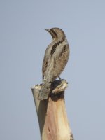 Wryneck.JPG