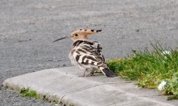 Hoopoe 4.jpg