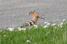 Hoopoe 2.jpg