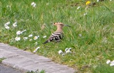 Hoopoe 9.jpg