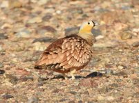 Crowned Sandgrouse.JPG