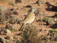 Hoopoe Lark.JPG