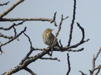 Tree Pipit.JPG