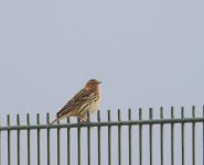 RT Pipit_Paphos_090423a.jpg