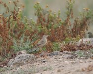 Tawny Pipit_Paphos_090423a.jpg