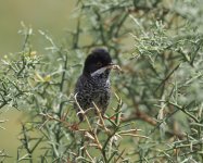 Cyprus Warbler_Aspro_100423a.jpg