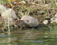 Little Crake_Agia Varvara_100423a.jpg