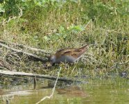 Little Crake_Agia Varvara_100423b.jpg