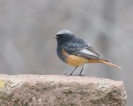 Black Redstart_Aragats_110423b.jpg