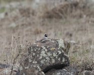 Horned Lark_Aragats_110423a.jpg