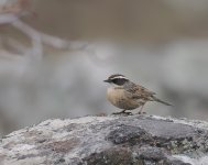 Raddes Accentor_Aragats_110423a.jpg