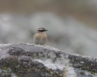 Raddes Accentor_Aragats_110423b.jpg