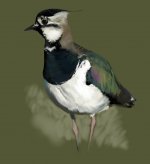 WIP_Lapwing.jpg