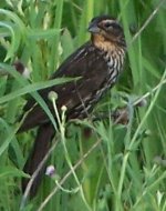 female Red-Winged Blackbird.JPG