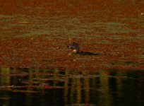 Pied_Billed_Grebe_Regua_180808a.jpg