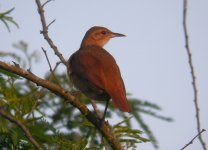 Rufous_Hornero_Regua_180808a.jpg