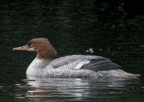 Goosander2web.jpg