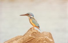 Half-collared Kingfisher.jpg