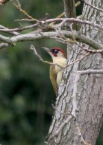 green-woodpecker2web.jpg