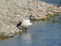 L1210343_Sacred Ibis.jpg